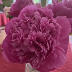Nashutis IMG_1049